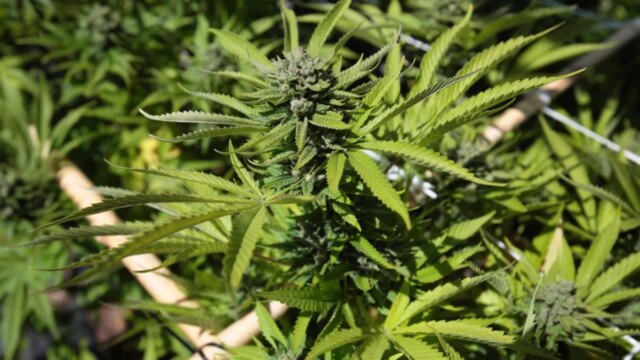 US moves to reclassify Marijuana as less dangerous drug