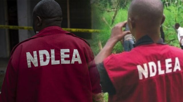 NDLEA arrests 1,345 suspects, seizes 8.4 million kg of drugs NDLEA arrests 1,345 suspects, seizes 8.4 million kg of drugs in Kano