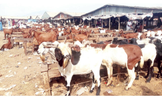 Why we dont eat goat meat – Fulani ibot ete ibas