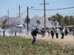 Immigration operation at California cannabis farms turn violent