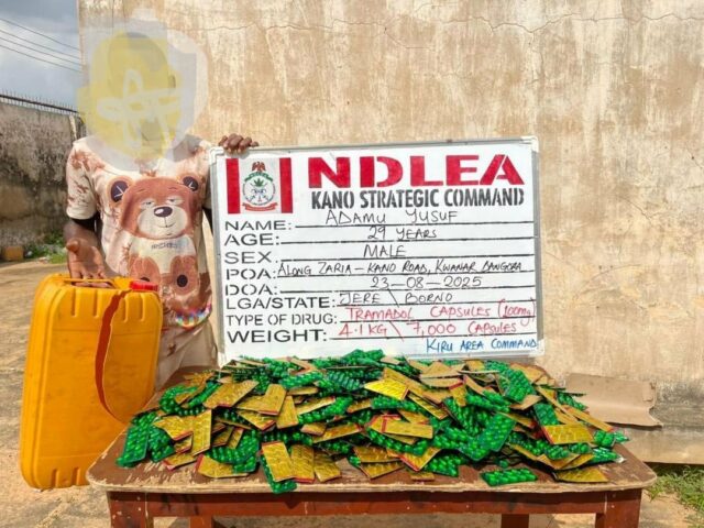 NDLEA arrests 29-year-old man with 7,000 tramadol capsules in Kano NDLEA arrests 29-year-old man with 7,000 tramadol capsules in Kano