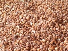 Nigeria Loses N543bn Annually From Beans Export Ban Beans