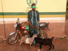 Man Arrested at Child’s Naming Ceremony for Stealing Three Goats in Ogun
