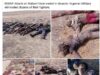 Pictures: Over 60 Boko Haram/ISWAP Fighters’ Bodies Recovered After Failed Malam Fatori Attack