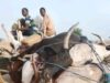 Over 80 Cattle Die After Grazing on Suspected Poisonous Grass in Adamawa