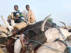 Over 80 Cattle Die After Grazing on Suspected Poisonous Grass in Adamawa